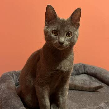 Blueberry -  Domestic Short Hair Cat for Adoption in Chicago, Illinois - Blueberry | PetCurious