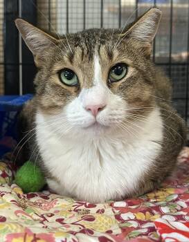Jepson -  Domestic Short Hair Cat for Adoption in Johnston, Rhode Island - Jepson | PetCurious