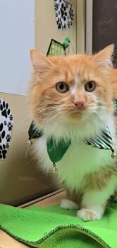 Rescue Domestic Long Hair Cats for Adoption in New Castle, Pennsylvania - Snow | PetCurious
