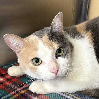 Dilute Calico and Domestic Short Hair Cats Available for Adoption in Antioch, California - Peaches | PetCurious