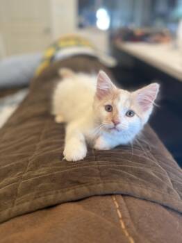 Dodge -  Domestic Long Hair Cat for Adoption in Taylor, Michigan - Dodge | PetCurious