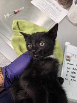 Domestic Short Hair Cats Available for Adoption in Athens, Tennessee - Blazer | PetCurious