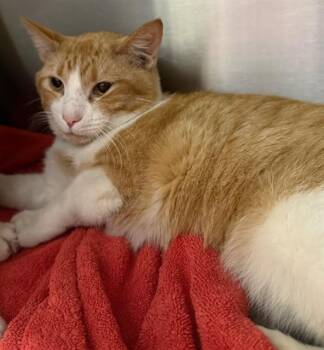 Domestic Short Hair Cats Available for Adoption in Peoria, Illinois - BRUCE | PetCurious