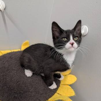 Rescue Domestic Short Hair Cats for Adoption in Cape Girardeau, Missouri - Charles | PetCurious