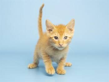 Domestic Short Hair Cats Available for Adoption in Phoenix, Arizona - LORAX | PetCurious