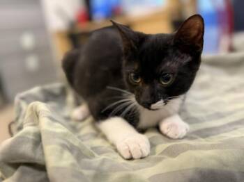 Domestic Short Hair Cats Available for Adoption in Doral, Florida - STACHY | PetCurious