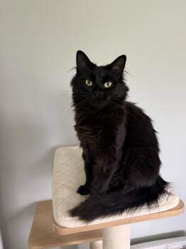 Morticia -  Domestic Long Hair Cat for Adoption in Albany, Wisconsin - Morticia | PetCurious