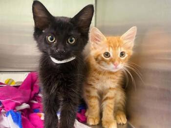 JON -  Domestic Medium Hair Cat for Adoption in Tustin, California - JON | PetCurious