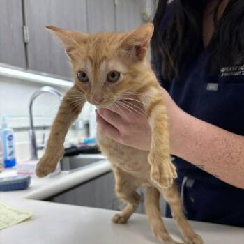 Agamemnon -  Domestic Short Hair Cat for Adoption in Beaumont, Texas - Agamemnon | PetCurious
