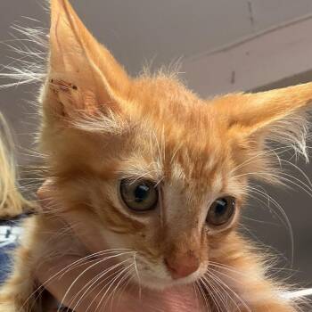 Fuzz Aldrin -  Domestic Long Hair Cat for Adoption in Leander, Texas - Fuzz Aldrin | PetCurious