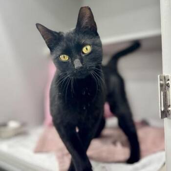 Domestic Short Hair Cats Available for Adoption - Salem | PetCurious