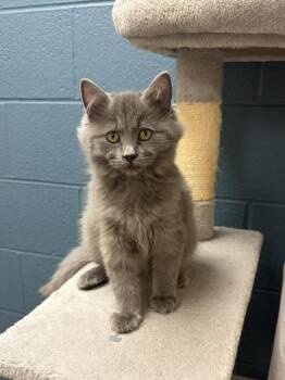 Haven -  Domestic Medium Hair Cat for Adoption in Valparaiso, Indiana - Haven | PetCurious