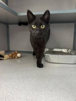 Domestic Short Hair Cats Available for Adoption in Waterloo, Iowa - Star | PetCurious