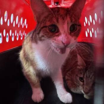 Fern -  Domestic Short Hair Cat for Adoption in Des Moines, Iowa - Fern | PetCurious