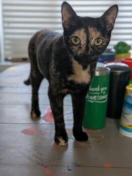 Buttercup -  Domestic Short Hair Cat for Adoption in Salisbury, North Carolina - Buttercup | PetCurious