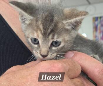 Hazel -  Domestic Short Hair Cat for Adoption in Mount Airy, North Carolina - Hazel | PetCurious