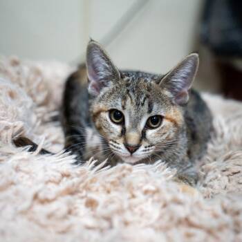 Shin -  Domestic Short Hair Cat for Adoption in Gainesville, Georgia - Shin | PetCurious