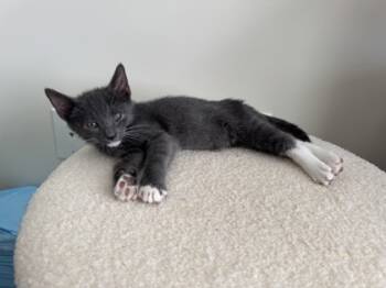 Rescue Domestic Short Hair Cats for Adoption in Atlanta, Georgia - Wungo | PetCurious