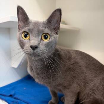 Lady Sterling -  Russian Blue Cat for Adoption in Port Richey, Florida - Lady Sterling | PetCurious