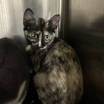 Alien -  Domestic Short Hair Cat for Adoption in Davenport, Iowa - Alien | PetCurious