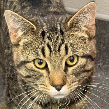 Taka -  Domestic Short Hair Cat Available for Adoption in Lansing, Michigan - Taka | PetCurious