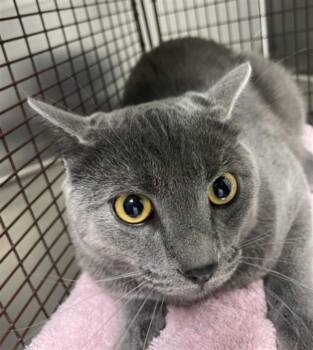MEEKO -  Domestic Short Hair Cat for Adoption in Loveland, Colorado - MEEKO | PetCurious