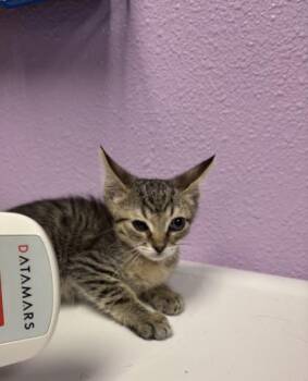 Aria -  Domestic Short Hair Cat for Adoption in El Paso, Texas - Aria | PetCurious