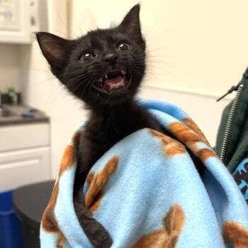 Fozzy -  Domestic Short Hair Cat for Adoption in Philadelphia, Pennsylvania - Fozzy | PetCurious