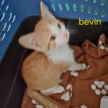 Bevin -  Domestic Short Hair Cat for Adoption in Grantsville, Utah - Bevin | PetCurious