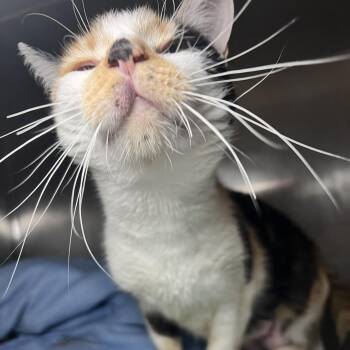 Sweaters -  Domestic Short Hair Cat for Adoption in Chicago, Illinois - Sweaters | PetCurious