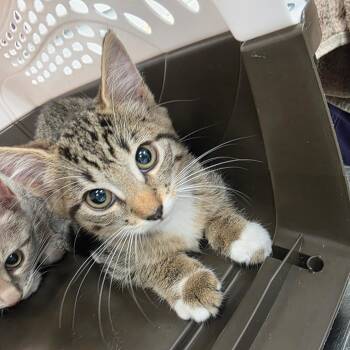 Peaches -  Domestic Short Hair Cat for Adoption in Chattanooga, Tennessee - Peaches | PetCurious
