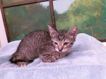 Domestic Short Hair Cats Available for Adoption in Houston, Texas - TULIP | PetCurious