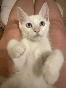 Yum Yum (1121) -  Siamese Cat for Adoption in Zephyrhills, Florida - Yum Yum (1121) | PetCurious