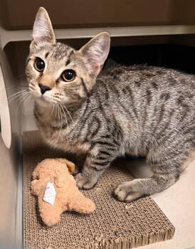 Stanford -  Tabby Cat for Adoption in New Rochelle, New York - Stanford | PetCurious