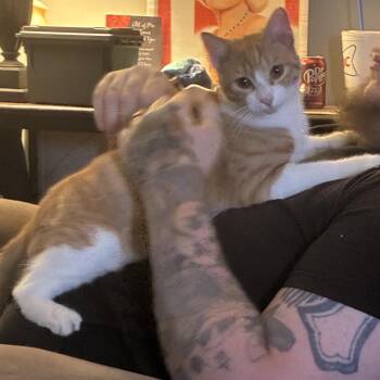 Pip -  Domestic Short Hair Cat for Adoption in Arlington, Texas - Pip | PetCurious