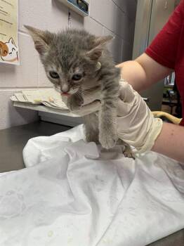 BAM MAGERA -  Domestic Short Hair Cat for Adoption in Jacksonville, Florida - BAM MAGERA | PetCurious