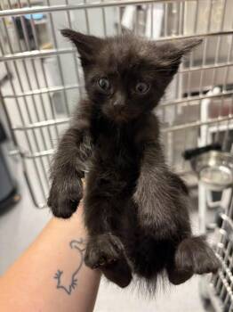 MARIE -  Domestic Short Hair Cat for Adoption in Colorado Springs, Colorado - MARIE | PetCurious