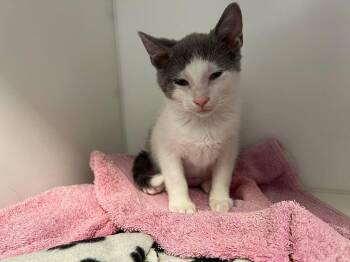 Sylvie -  Domestic Short Hair Cat for Adoption in Delson, Quebec - Sylvie | PetCurious