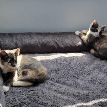 Domestic Short Hair Cats Available for Adoption in Bel Air, Maryland - Rainbow | PetCurious