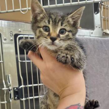 Domestic Short Hair Cats Available for Adoption - Green | PetCurious