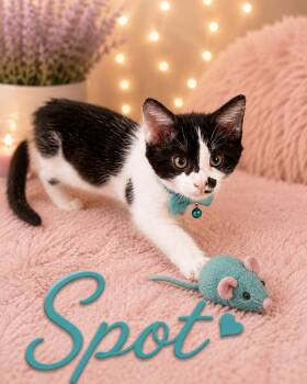 Spot -  Domestic Short Hair Cat for Adoption in Powdersville, South Carolina - Spot | PetCurious