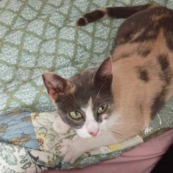 Domestic Short Hair Cats Available for Adoption in Tallahassee, Florida - Siouxsie | PetCurious
