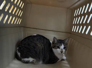 VIRGINIA -  Domestic Short Hair Cat for Adoption in Antioch, California - VIRGINIA | PetCurious