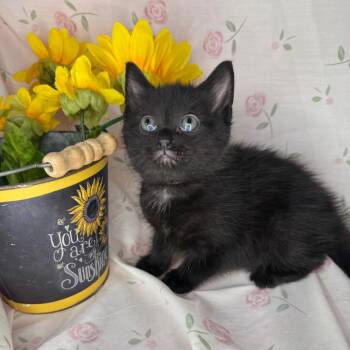 Bombay and Russian Blue Cats Available for Adoption in Mount Vernon, Illinois - Sharpay | PetCurious