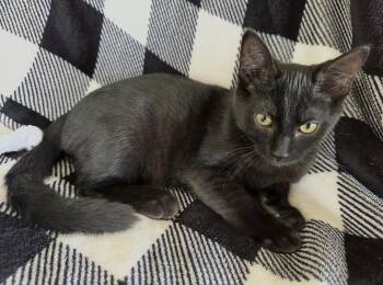 Midnight -  Domestic Short Hair Cat for Adoption in Grand Haven, Michigan - Midnight | PetCurious
