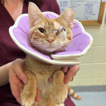 Cheesy Lemon Squeezy -  Domestic Short Hair Cat for Adoption in Charlottesville, Virginia - Cheesy Lemon Squeezy | PetCurious