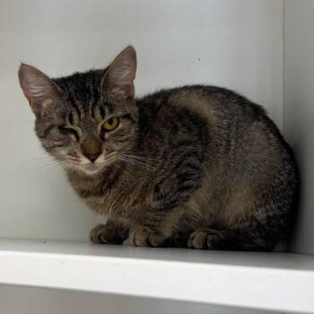 Rue -  American Bobtail Cat for Adoption - Rue | PetCurious