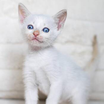 Peter -  Siamese Cat for Adoption in Pompano Beach, Florida - Peter | PetCurious