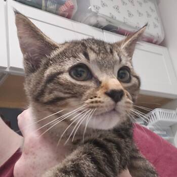 Piglet -  Domestic Short Hair Cat for Adoption in Kennebunk, Maine - Piglet | PetCurious