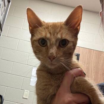 Carnation -  Domestic Short Hair Cat for Adoption in Bristol, Indiana - Carnation | PetCurious